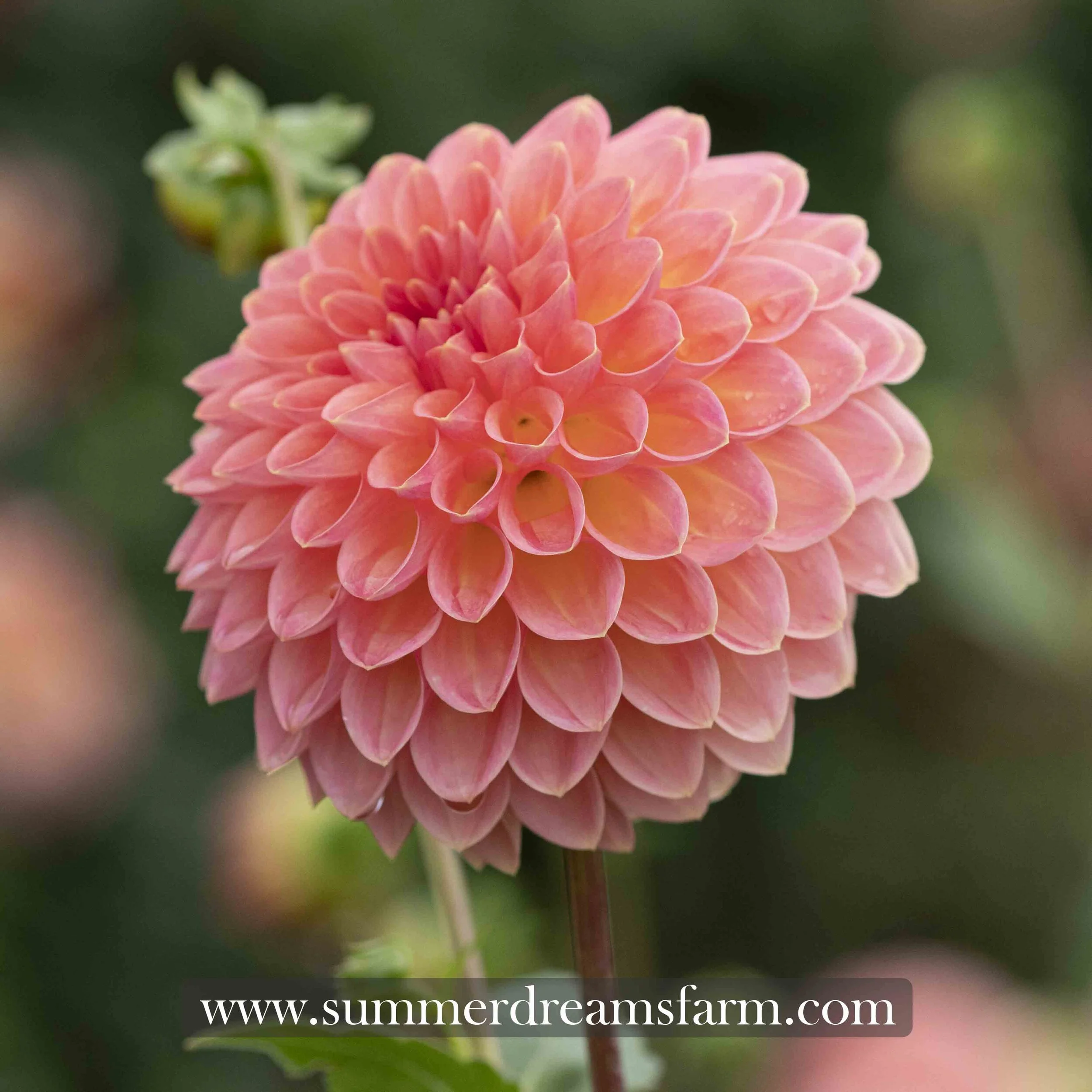 Dahlia - Hillcrest Suffusion — Dahlia | SummerDreamsFarm